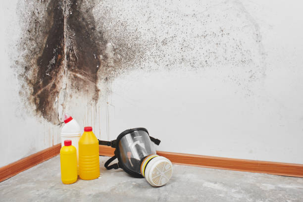 Best Mold Cleaning Services  in San Buenaventura, CA