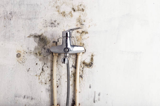 Best Certified Mold Removal  in San Buenaventura, CA