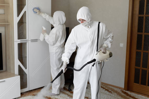 Mold Removal Process in San Buenaventura, CA