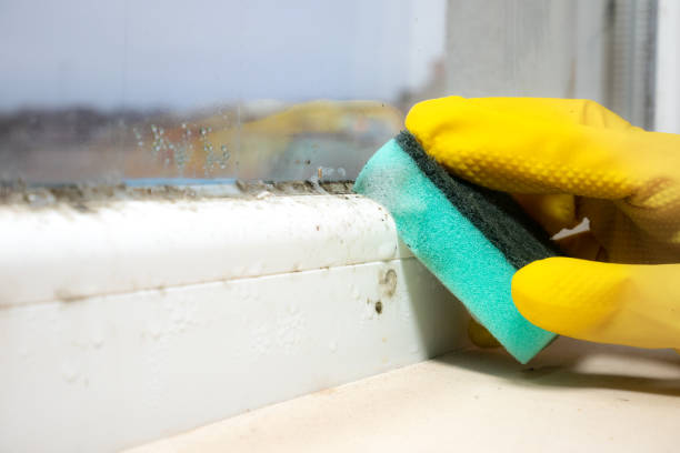 Best Toxic Mold Removal  in San Buenaventura, CA