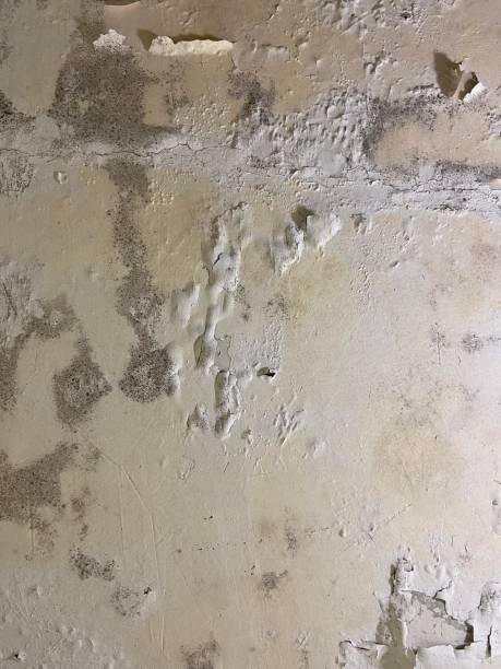Best Mold Cleaning Services  in San Buenaventura, CA