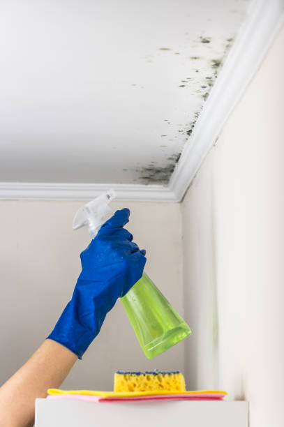 Professional Mold Removal in San Buenaventura, CA