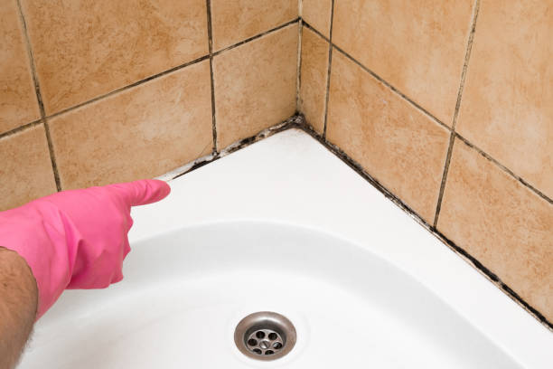 Best Emergency Mold Removal  in San Buenaventura, CA